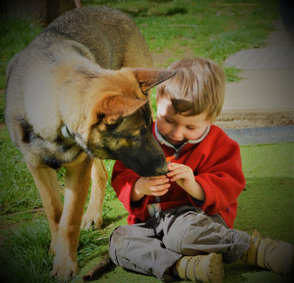 Chien de famille avant tout!