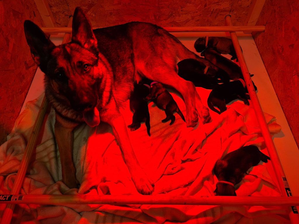 Chiots