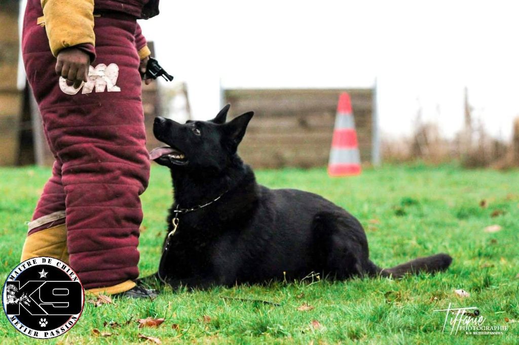 Chien de travail bien sûr!