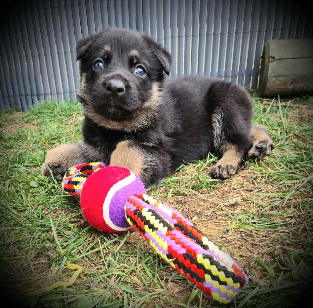 Chiots à 1 mois
