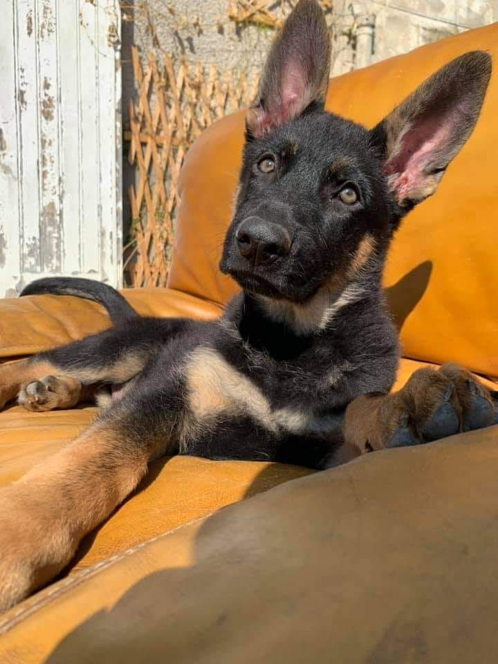 Chiots Olympe/Impact ( 6,8,10 mois)