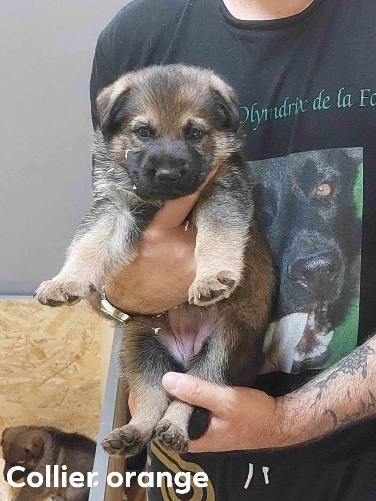 Chiots Olympe/ Nitro à 1 mois