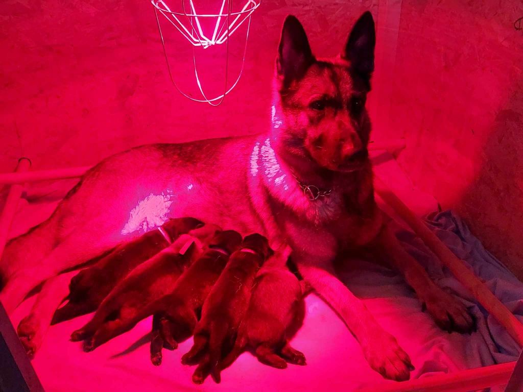 Chiots Olympe/ Nitro